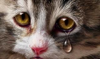 猫咪眼睛老是流眼泪怎么回事
